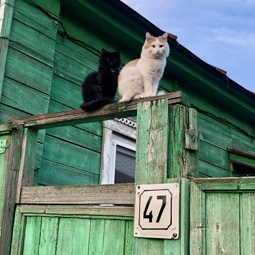 Photo #6062682