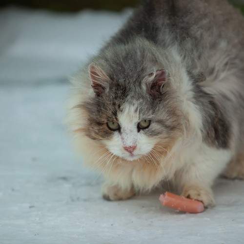 Photo #6063735