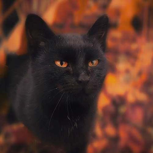 Photo #6066034