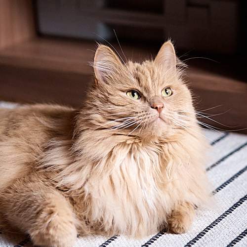 Photo #6066052