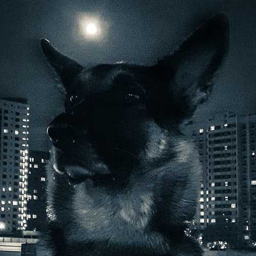 night watch / ночной дозор