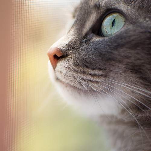 Photo #6066439