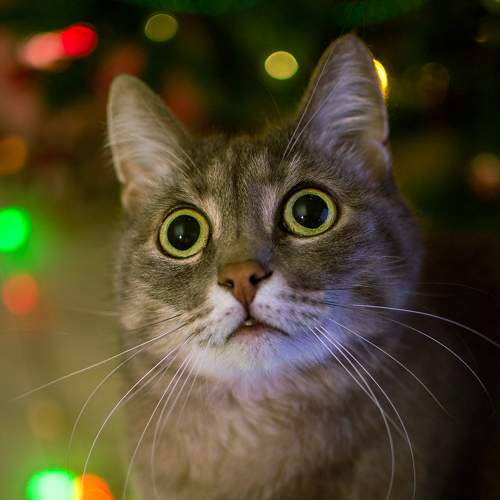 Photo #6066449