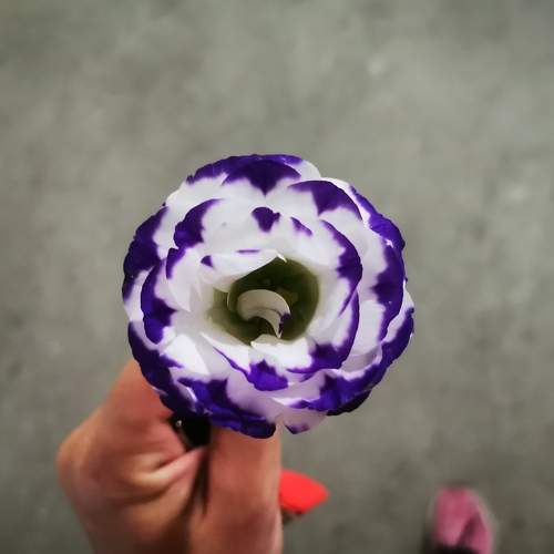 Photo #6066779