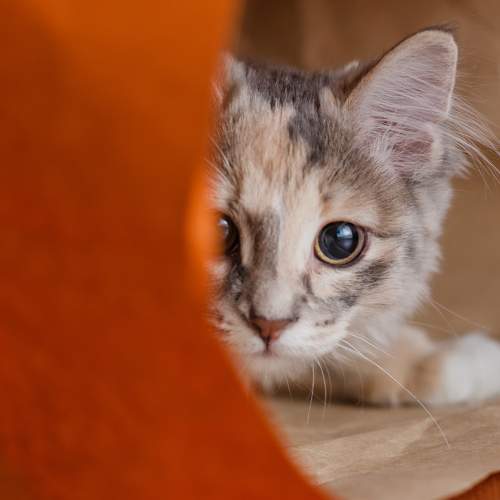 Photo #6068912