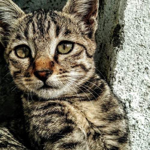 Photo #6069527