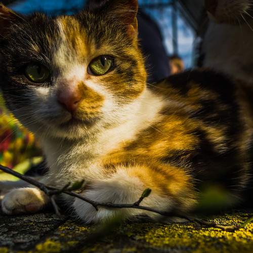 Photo #6069529