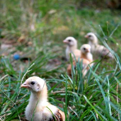 The Unique Chick.