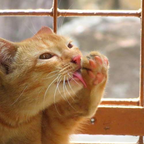 Photo #6070401