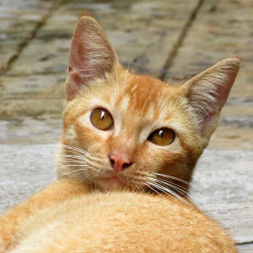 Photo #6070417