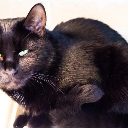 Photo #6071330