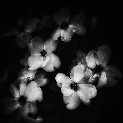 Dogwood
