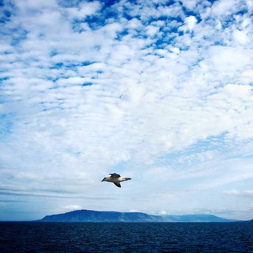 Seagull