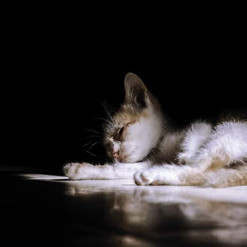 Photo #6072228