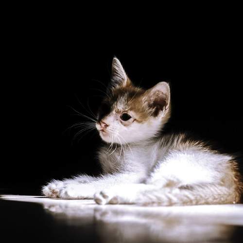 Photo #6072229
