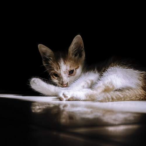 Photo #6072230