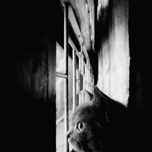 Curiousity