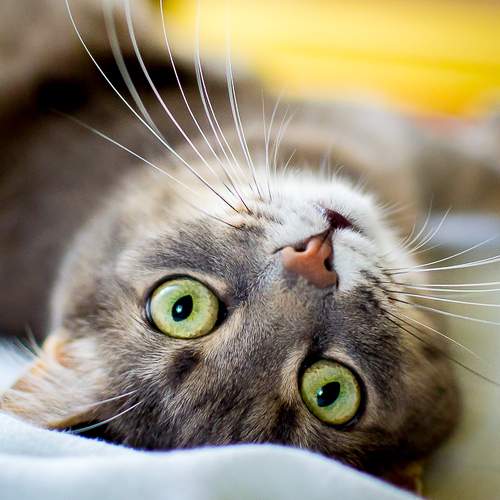 Photo #6072577