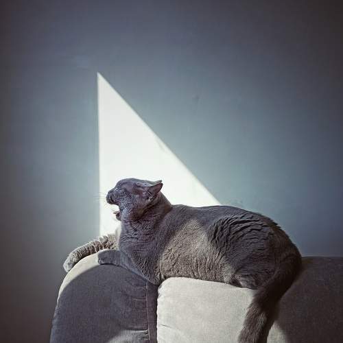 Photo #6072596