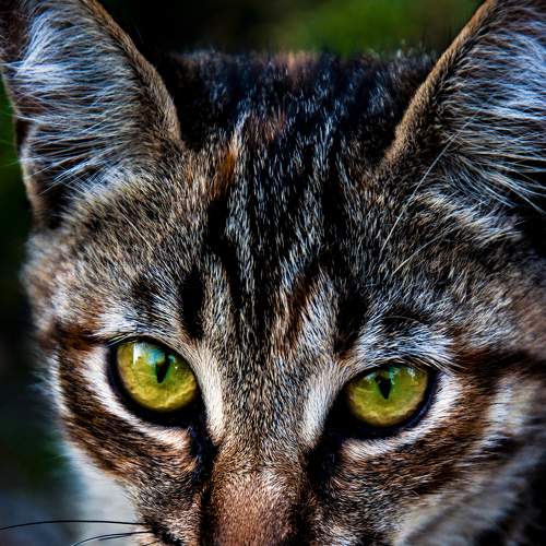 Photo #6074341