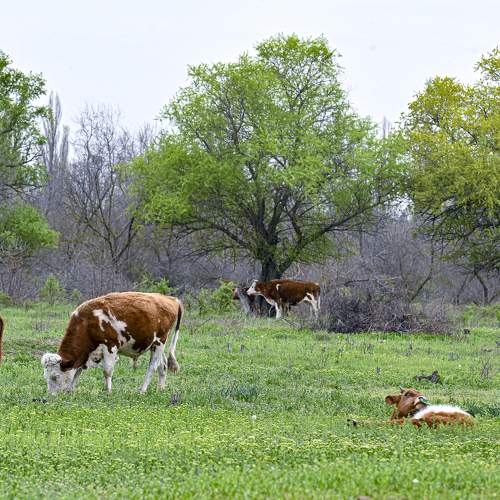 Photo #6074674