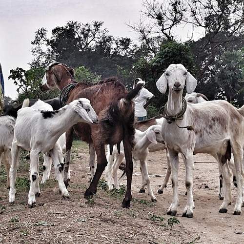 Village life