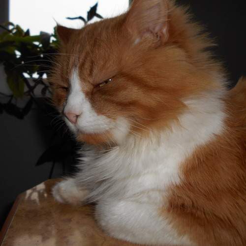 Photo #6075977