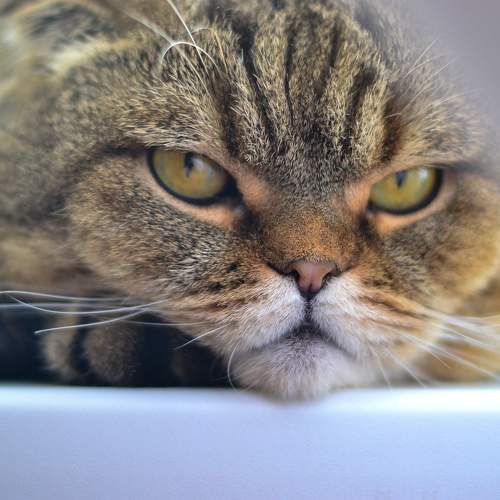 Photo #6076205