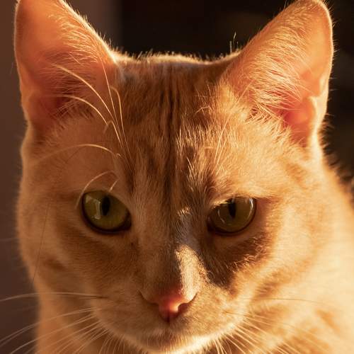 Photo #6076300
