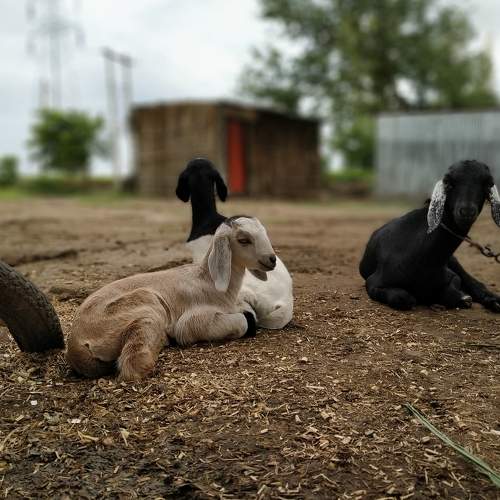 Photo #6076453