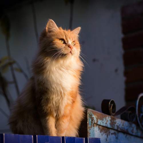 Photo #6076722