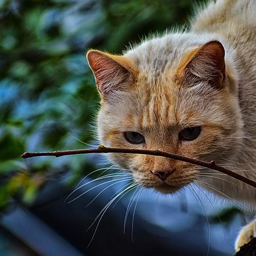 Photo #6076930