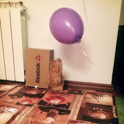 Photo #6077118