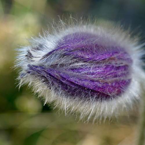 Pasqueflower in purple