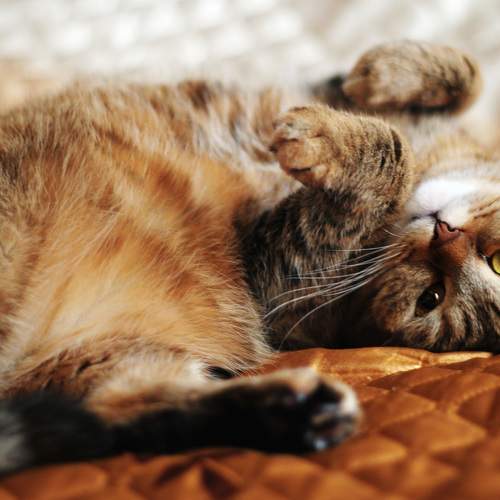 Photo #6081380
