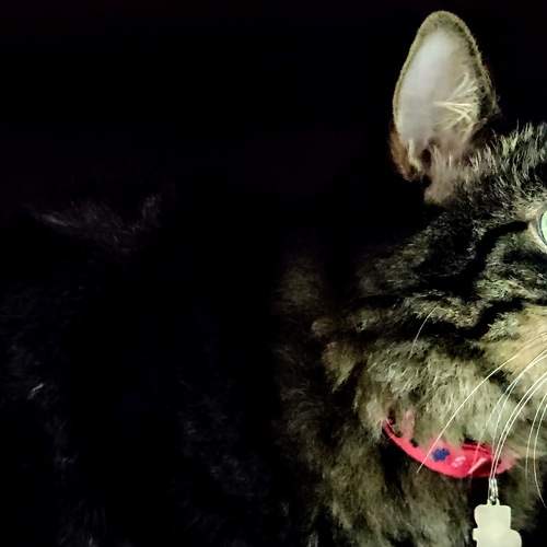 Photo #6083721