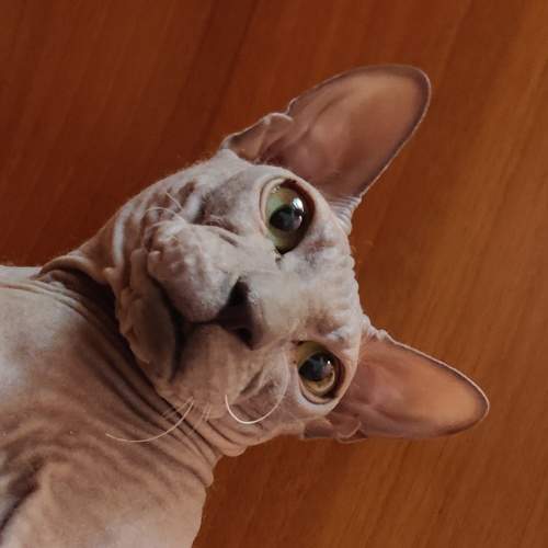 Photo #6084326