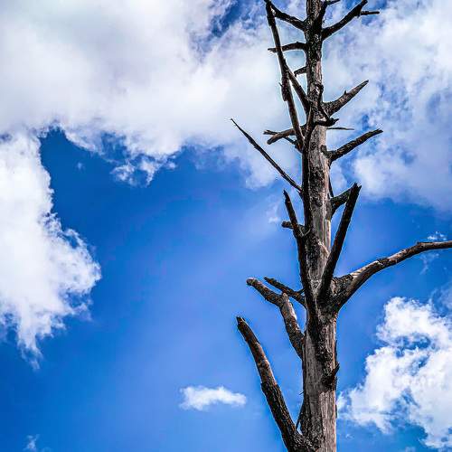 Beauty in a dead tree