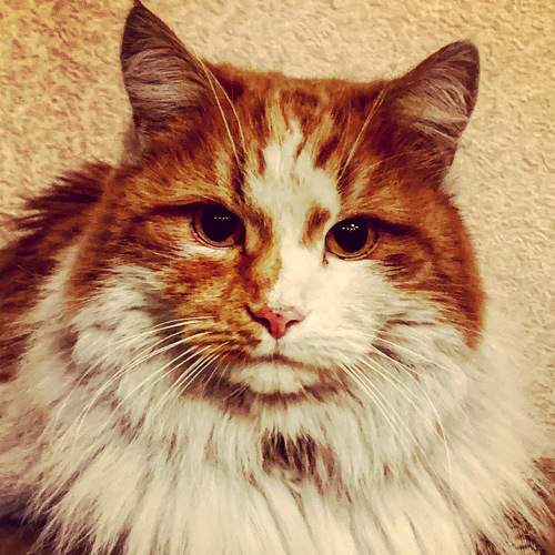 Photo #6085940