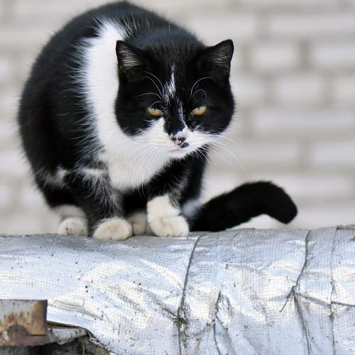Photo #6086788