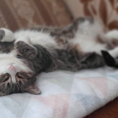 Photo #6087673