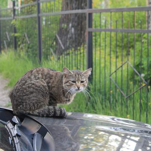 Photo #6087681