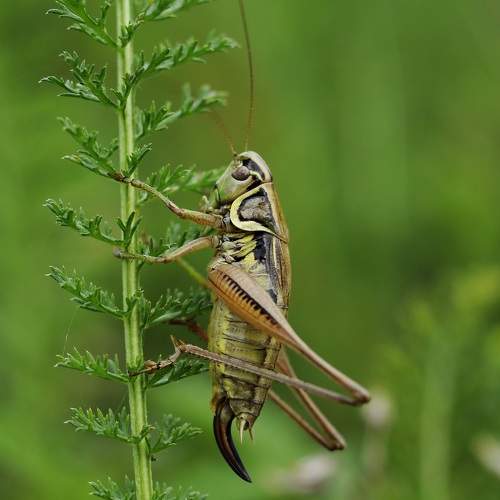GRASS HOPPER