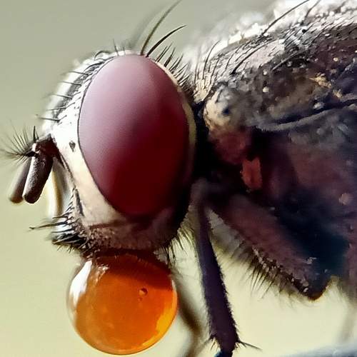 Common House Fly With Bubble On His Mouth