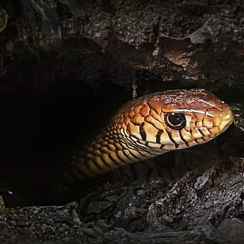 Hide 'n' snake.