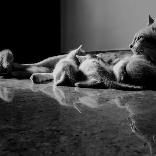 MOTHERHOOD.