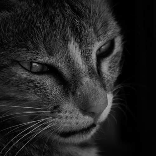 Eyes