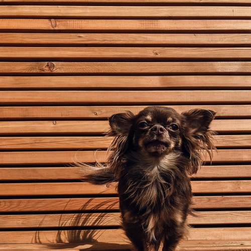 Photo #6090233