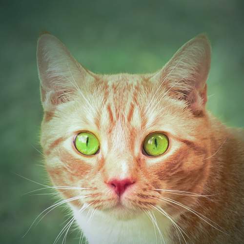 Photo #6090269