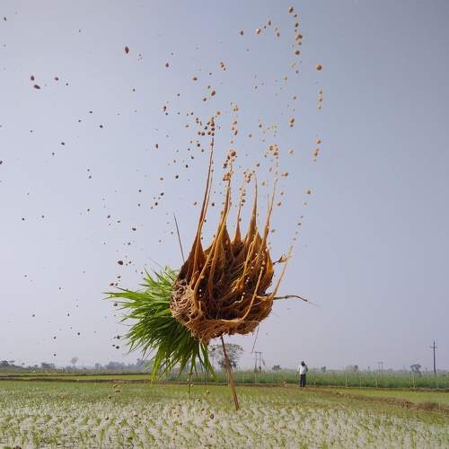village life photography  This photo Cultivation time
